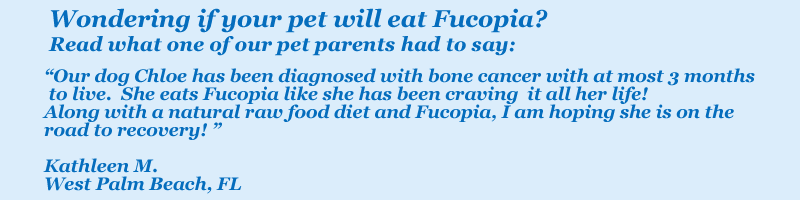 Fucopia testimonial: Our dog Chloe has been diagnosed with bone cancer with at most 3 months to live. She eats Fucopia like she has been craving it all her life!